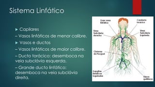 Sistema Linfático
 Capilares
– Vasos linfáticos de menor calibre.
 Vasos e ductos
– Vasos linfáticos de maior calibre.
– Ducto torácico: desemboca na
veia subclávia esquerda.
– Grande ducto linfático:
desemboca na veia subclávia
direita.
 
