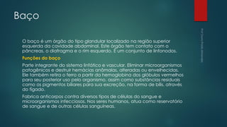 Baço
O baço é um órgão do tipo glandular localizado na região superior
esquerda da cavidade abdominal. Este órgão tem contato com o
pâncreas, o diafragma e o rim esquerdo. É um conjunto de linfonodos.
Funções do baço
Parte integrante do sistema linfático e vascular. Eliminar microorganismos
patogênicos e destruir hemácias anômalas, alteradas ou envelhecidas.
Ele também retira o ferro a partir da hemoglobina dos glóbulos vermelhos
para seu posterior uso pelo organismo, assim como substâncias residuais
como os pigmentos biliares para sua excreção, na forma de bílis, através
do fígado.
Fabrica anticorpos contra diversos tipos de células do sangue e
microorganismos infecciosos. Nos seres humanos, atua como reservatório
de sangue e de outras células sanguíneas.
 