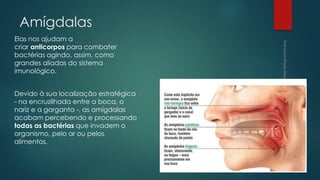 Amígdalas
Elas nos ajudam a
criar anticorpos para combater
bactérias agindo, assim, como
grandes aliadas do sistema
imunológico.
Devido à sua localização estratégica
- na encruzilhada entre a boca, o
nariz e a garganta -, as amígdalas
acabam percebendo e processando
todas as bactérias que invadem o
organismo, pelo ar ou pelos
alimentos.
 