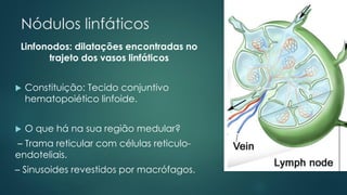 Nódulos linfáticos
Linfonodos: dilatações encontradas no
trajeto dos vasos linfáticos
 Constituição: Tecido conjuntivo
hematopoiético linfoide.
 O que há na sua região medular?
– Trama reticular com células reticulo-
endoteliais.
– Sinusoides revestidos por macrófagos.
 