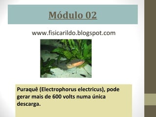 Módulo 02
     www.fisicarildo.blogspot.com




Puraquê (Electrophorus electricus), pode
gerar mais de 600 volts numa única
descarga.
 