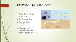 TROPISMO: GEOTROPISMO
 Estímulo: força da
gravidade.
 Caule: negativo
 Raiz: positivo
 Depende da
concentração de
auxina nestes órgãos.
 