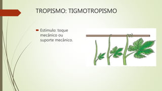 TROPISMO: TIGMOTROPISMO
 Estímulo: toque
mecânico ou
suporte mecânico.
 