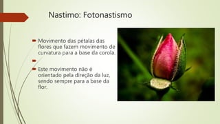 Nastimo: Fotonastismo
 Movimento das pétalas das
flores que fazem movimento de
curvatura para a base da corola.

 Este movimento não é
orientado pela direção da luz,
sendo sempre para a base da
flor.
 