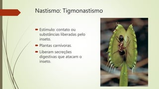 Nastismo: Tigmonastismo
 Estímulo: contato ou
substâncias liberadas pelo
inseto.
 Plantas carnívoras.
 Liberam secreções
digestivas que atacam o
inseto.
 