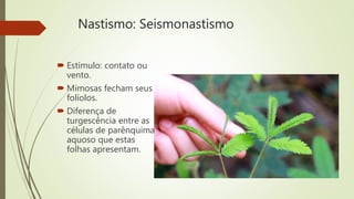 Nastismo: Seismonastismo
 Estímulo: contato ou
vento.
 Mimosas fecham seus
folíolos.
 Diferença de
turgescência entre as
células de parênquima
aquoso que estas
folhas apresentam.
 