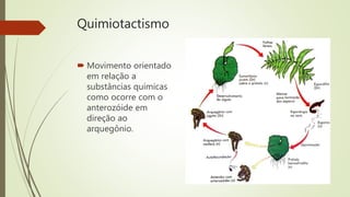 Quimiotactismo
 Movimento orientado
em relação a
substâncias químicas
como ocorre com o
anterozóide em
direção ao
arquegônio.
 