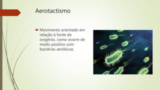 Aerotactismo
 Movimento orientado em
relação à fonte de
oxigênio, como ocorre de
modo positivo com
bactérias aeróbicas.
 