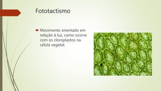 Fototactismo
 Movimento orientado em
relação à luz, como ocorre
com os cloroplastos na
célula vegetal.
 