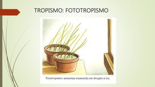 TROPISMO: FOTOTROPISMO
 