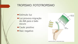 TROPISMO: FOTOTROPISMO
Estímulo: luz
Luz provoca migração
do AIA para o lado
escuro
Caule: positivo
Raíz: negativo
 