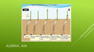 AUXINA: AIA
 