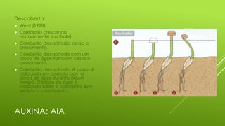 AUXINA: AIA
Descoberta:
 Went (1928)
 Coleóptilo crescendo
normalmente (controle).
 Coleóptilo decapitado: cessa o
crescimento.
 Coleóptilo decapitado com um
bloco de ágar: também cessa o
crescimento.
 Coleóptilo decapitado. A ponta é
colocada em contato com o
bloco de ágar durante algum
tempo. O bloco de ágar é
colocado sobre o coleóptilo. Este
reinicia o crescimento.
 