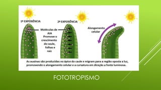 FOTOTROPISMO
 