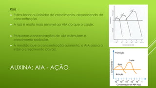 AUXINA: AIA - AÇÃO
Raíz
 Estimulador ou inibidor do crescimento, dependendo da
concentração.
 A raiz é muito mais sensível ao AIA do que o caule.
 Pequenas concentrações de AIA estimulam o
crescimento radicular.
 À medida que a concentração aumenta, o AIA passa a
inibir o crescimento da raiz.
 