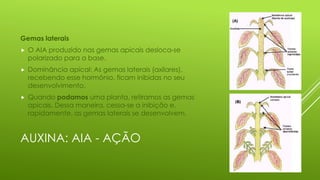 AUXINA: AIA - AÇÃO
Gemas laterais
 O AIA produzido nas gemas apicais desloca-se
polarizado para a base.
 Dominância apical: As gemas laterais (axilares),
recebendo esse hormônio, ficam inibidas no seu
desenvolvimento.
 Quando podamos uma planta, retiramos as gemas
apicais. Dessa maneira, cessa-se a inibição e,
rapidamente, as gemas laterais se desenvolvem.
 