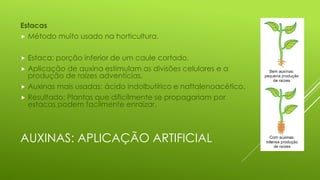 AUXINAS: APLICAÇÃO ARTIFICIAL
Estacas
 Método muito usado na horticultura.
 Estaca: porção inferior de um caule cortado.
 Aplicação de auxina estimulam as divisões celulares e a
produção de raízes adventícias.
 Auxinas mais usadas: ácido indolbutírico e naftalenoacético.
 Resultado: Plantas que dificilmente se propagariam por
estacas podem facilmente enraizar.
 