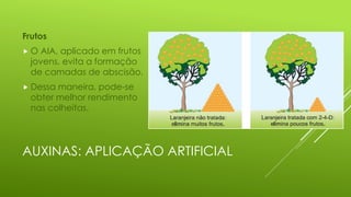 AUXINAS: APLICAÇÃO ARTIFICIAL
Frutos
 O AIA, aplicado em frutos
jovens, evita a formação
de camadas de abscisão.
 Dessa maneira, pode-se
obter melhor rendimento
nas colheitas.
 