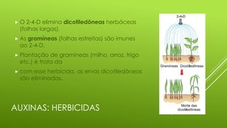 AUXINAS: HERBICIDAS
 O 2-4-D elimina dicotiledôneas herbáceas
(folhas largas).
 As gramíneas (folhas estreitas) são imunes
ao 2-4-D.
 Plantação de gramíneas (milho, arroz, trigo
etc.) é trata da
 com esse herbicida, as ervas dicotiledôneas
são eliminadas.
 