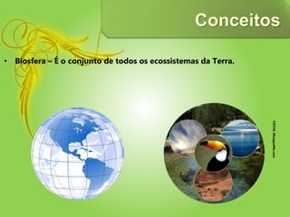 Conceitos
• Biosfera – É o conjunto de todos os ecossistemas da Terra.
FOTOS:Monguefile.com
 