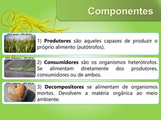1) Produtores são aqueles capazes de produzir o
próprio alimento (autótrofos).
2) Consumidores são os organismos heterótrofos.
Se alimentam diretamente dos produtores,
consumidores ou de ambos.
3) Decompositores se alimentam de organismos
mortos. Devolvem a matéria orgânica ao meio
ambiente.
FOTO: grceva – SITE: SXC.hu
FOTO: daddydoxxx – SITE: SXC.hu
FOTO: nadeemian – SITE: SXC.hu
Componentes
 