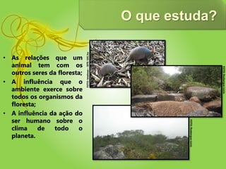 O que estuda?
• As relações que um
animal tem com os
outros seres da floresta;
• A influência que o
ambiente exerce sobre
todos os organismos da
floresta;
• A influência da ação do
ser humano sobre o
clima de todo o
planeta.
FOTO:RosbergueLúcio
FOTO:RosbergueLúcio
FOTO:letalman–SITE:SXC.hu
 