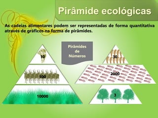 As cadeias alimentares podem ser representadas de forma quantitativa
através de gráficos na forma de pirâmides.
Pirâmide ecológicas
Pirâmides
de
Números
10000
100
10
3
2000
30
 