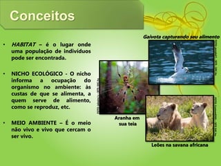 Conceitos
• HABITAT – é o lugar onde
uma população de indivíduos
pode ser encontrada.
• NICHO ECOLÓGICO - O nicho
informa a ocupação do
organismo no ambiente: às
custas de que se alimenta, a
quem serve de alimento,
como se reproduz, etc.
• MEIO AMBIENTE – É o meio
não vivo e vivo que cercam o
ser vivo.
Aranha em
sua teia
Gaivota capturando seu alimento
Leões na savana africana
FOTO:jaleainc’s–SITE:SXC.hu
FOTO:Custom0305–SITESXC.huFOTO:purple21-SITE:SXC.hu
 