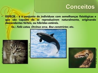 Conceitos
• ESPÉCIE - é o conjunto de indivíduos com semelhanças fisiológicas e
que são capazes de se reproduzirem naturalmente, originando
descendentes férteis, ou híbridos estéreis.
Ex.: Felis catus, Orcinus orca, Boa constrictor, etc.
FOTO:backtrust–SITE:SXC.hu
FOTO:Cholin–SITE:SXC.hu
FOTO:tome213–SITE:SXC.hu
 