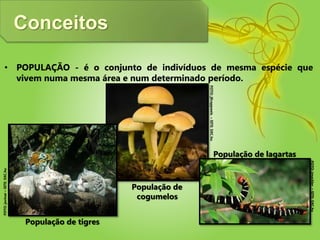 Conceitos
• POPULAÇÃO - é o conjunto de indivíduos de mesma espécie que
vivem numa mesma área e num determinado período.
População de lagartas
População de
cogumelos
FOTO:javinar–SITE:SXC.hu
População de tigres
FOTO:jmackler–SITE:SXC.hu
FOTO:jKrappweis–SITE:SXC.hu
 
