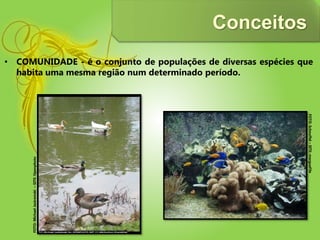 Conceitos
• COMUNIDADE - é o conjunto de populações de diversas espécies que
habita uma mesma região num determinado período.
FOTO:Schnuffel–SITE:morgueFile
FOTO:MichaelJastremski–SITE:Openphoto
 