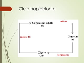 Ciclo haplobionte
 