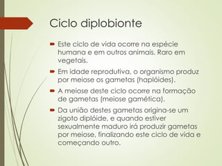 Ciclo diplobionte
 Este ciclo de vida ocorre na espécie
humana e em outros animais. Raro em
vegetais.
 Em idade reprodutiva, o organismo produz
por meiose os gametas (haplóides).
 A meiose deste ciclo ocorre na formação
de gametas (meiose gamética).
 Da união destes gametas origina-se um
zigoto diplóide, e quando estiver
sexualmente maduro irá produzir gametas
por meiose, finalizando este ciclo de vida e
começando outro.
 
