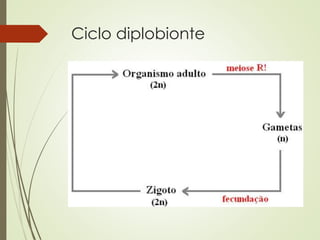 Ciclo diplobionte
 