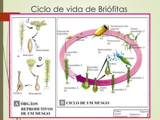 Ciclo de vida de Briófitas
 