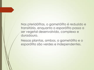 Nas pteridófitas, o gametófito é reduzido e
transitório, enquanto o esporófito passa a
ser vegetal desenvolvido, complexo e
duradouro.
Nessas plantas, ambos, o gametófito e o
esporófito são verdes e independentes.
 