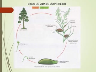 CICLO DE VIDA DE UM PINHEIRO
 