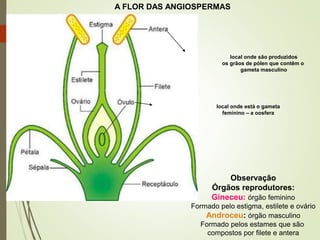Observação
Órgãos reprodutores:
Gineceu: órgão feminino
Formado pelo estigma, estilete e ovário
Androceu: órgão masculino
Formado pelos estames que são
compostos por filete e antera
local onde são produzidos
os grãos de pólen que contêm o
gameta masculino
local onde está o gameta
feminino – a oosfera
A FLOR DAS ANGIOSPERMAS
 