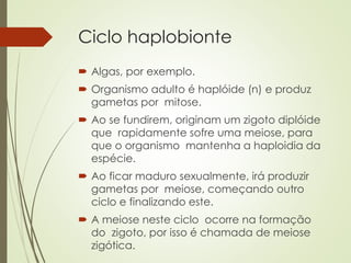 Ciclo haplobionte
 Algas, por exemplo.
 Organismo adulto é haplóide (n) e produz
gametas por mitose.
 Ao se fundirem, originam um zigoto diplóide
que rapidamente sofre uma meiose, para
que o organismo mantenha a haploidia da
espécie.
 Ao ficar maduro sexualmente, irá produzir
gametas por meiose, começando outro
ciclo e finalizando este.
 A meiose neste ciclo ocorre na formação
do zigoto, por isso é chamada de meiose
zigótica.
 