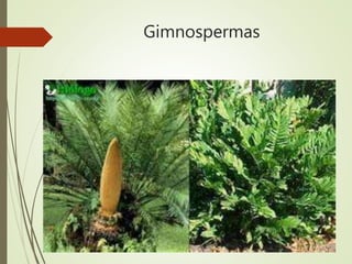 Gimnospermas
 