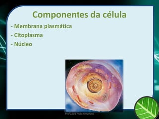 Componentes da célula
- Membrana plasmática
- Citoplasma
- Núcleo
Prof Zayra Prado Almondes
 