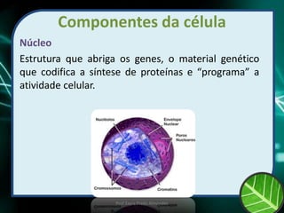 Componentes da célula
Núcleo
Estrutura que abriga os genes, o material genético
que codifica a síntese de proteínas e “programa” a
atividade celular.
Prof Zayra Prado Almondes
 