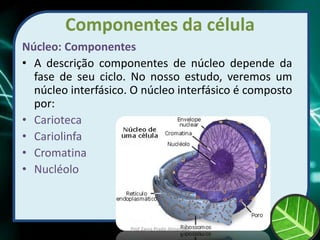Componentes da célula
Núcleo: Componentes
• A descrição componentes de núcleo depende da
fase de seu ciclo. No nosso estudo, veremos um
núcleo interfásico. O núcleo interfásico é composto
por:
• Carioteca
• Cariolinfa
• Cromatina
• Nucléolo
Prof Zayra Prado Almondes
 