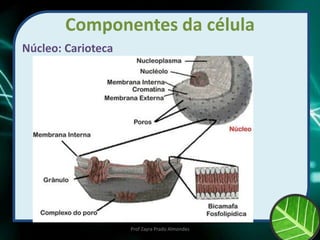 Componentes da célula
Núcleo: Carioteca
Prof Zayra Prado Almondes
 
