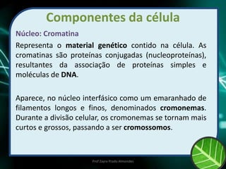 Componentes da célula
Núcleo: Cromatina
Representa o material genético contido na célula. As
cromatinas são proteínas conjugadas (nucleoproteínas),
resultantes da associação de proteínas simples e
moléculas de DNA.
Aparece, no núcleo interfásico como um emaranhado de
filamentos longos e finos, denominados cromonemas.
Durante a divisão celular, os cromonemas se tornam mais
curtos e grossos, passando a ser cromossomos.
Prof Zayra Prado Almondes
 