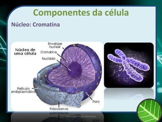 Componentes da célula
Núcleo: Cromatina
Prof Zayra Prado Almondes
 