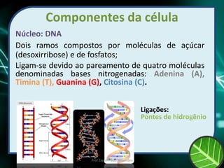 Componentes da célula
Núcleo: DNA
Dois ramos compostos por moléculas de açúcar
(desoxirribose) e de fosfatos;
Ligam-se devido ao pareamento de quatro moléculas
denominadas bases nitrogenadas: Adenina (A),
Timina (T), Guanina (G), Citosina (C).
Ligações:
Pontes de hidrogênio
Prof Zayra Prado Almondes
 