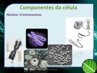 Componentes da célula
Núcleo: Cromossomos
Prof Zayra Prado Almondes
 