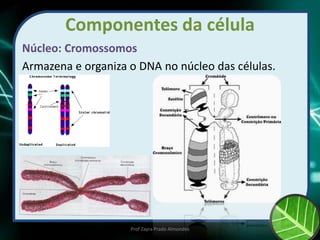 Componentes da célula
Núcleo: Cromossomos
Armazena e organiza o DNA no núcleo das células.
Prof Zayra Prado Almondes
 