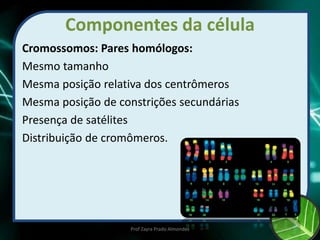 Componentes da célula
Cromossomos: Pares homólogos:
Mesmo tamanho
Mesma posição relativa dos centrômeros
Mesma posição de constrições secundárias
Presença de satélites
Distribuição de cromômeros.
Prof Zayra Prado Almondes
 